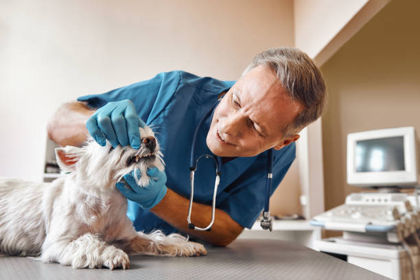 Best Mobile Emergency Dentist in Sprague, WV